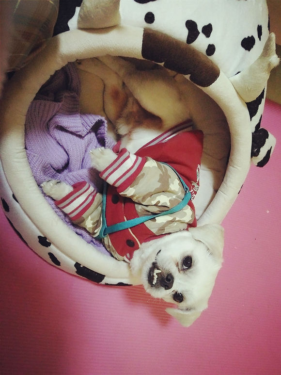 拯救狗狗不被蜜蜂蜇,拯救狗狗原版