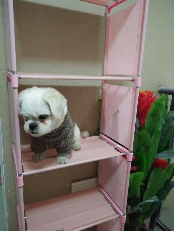 拯救狗狗不被蜜蜂蜇,拯救狗狗原版