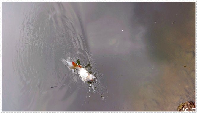 大雨一直下在鱼塘怎么钓草鱼,下大雨水库好钓草鱼吗