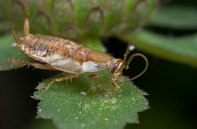 哪些昆虫可以在核辐射生存,核辐射后的昆虫