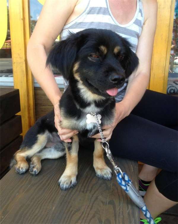 柯基和土狗的混血儿,马犬和柯基的混血后代