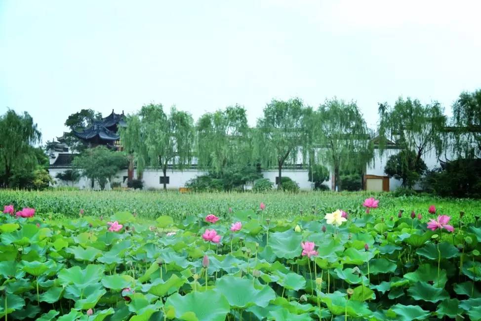 上海松江哪里好玩又免费的,六月松江游玩路线攻略