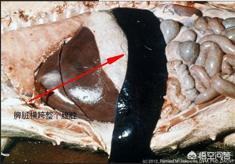 非洲猪瘟的具体临床症状和病理病变「多图」