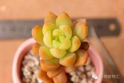 多肉植物黄叶是怎么回事,多肉黄叶发霉怎么治