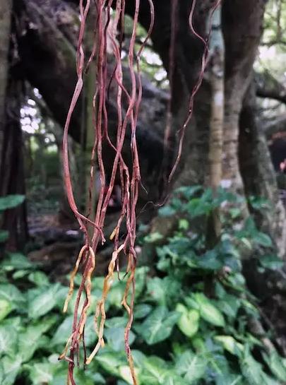 被遗忘的海南,海南被遗忘的浪漫之地