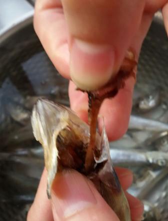 香煎多春鱼老东北,锡纸香煎多春鱼