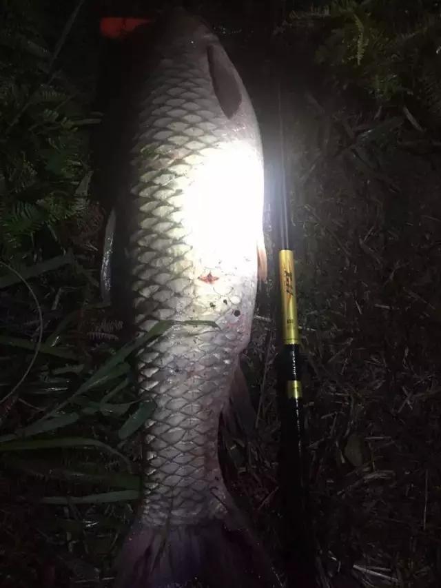 《渔获战报》大青鱼爆连引发的连环事件