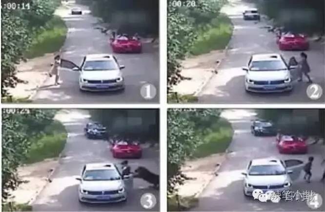 两名俄罗斯人把棕熊打成重伤?假的