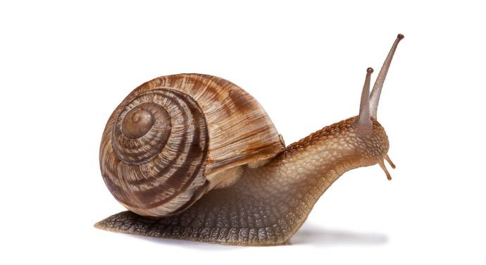 蜗牛为什么有营养,蜗牛为什么会产生大量的热