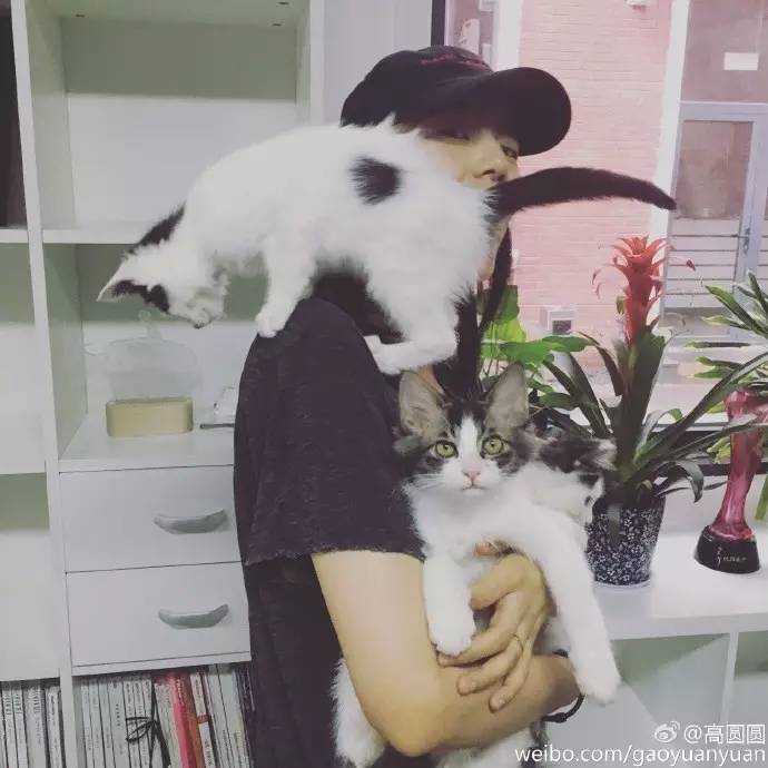 赵又廷对高圆圆的痴情有多深,赵又廷为什么爱赵薇