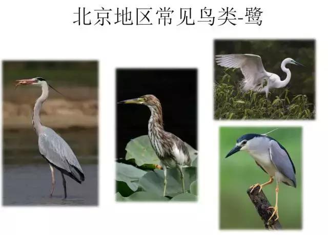 如果小鸟受伤了该怎么救助,发现受伤的小鸟应该怎么办