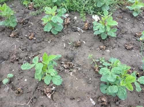 长得像树一样的菜有哪些,农村田边长得像樱桃一样的植物