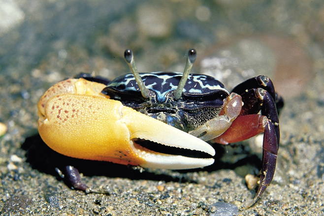 潮汕人腌制的螃蟹,潮汕人的腌制小河蟹