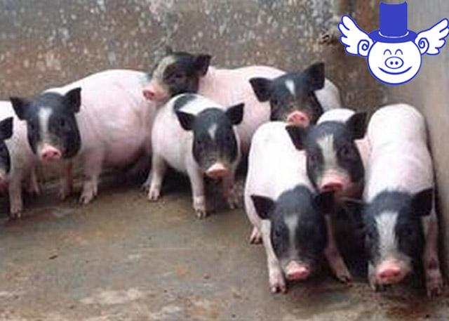 猪42度中暑怎么治,猪中暑最简单的方法