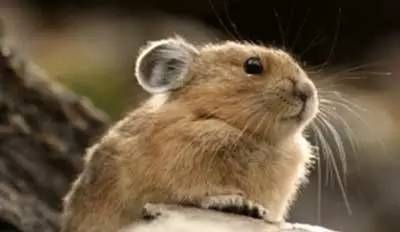 中国怎么玩pokemongo锁区,pokemongo国内只能玩懒人版的吗