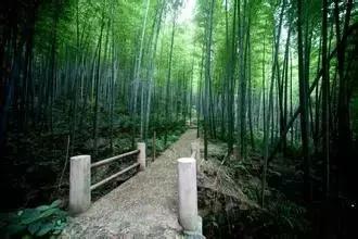 中国十三个最美的著名竹海,江苏旅游十大必去景区南山竹海