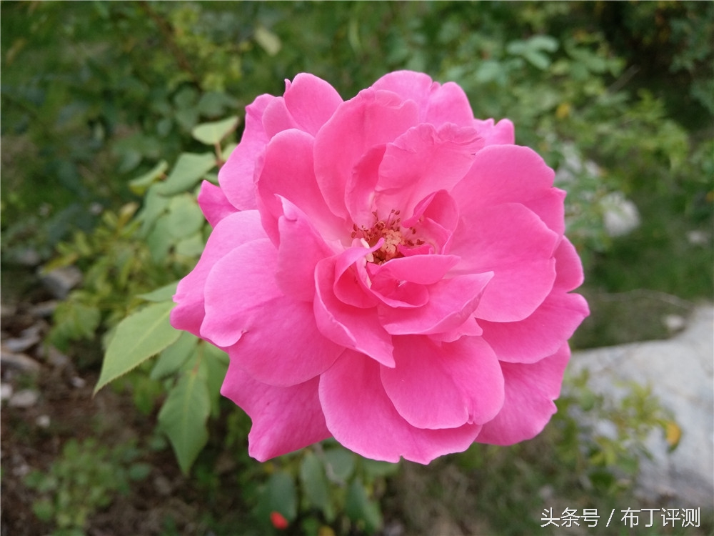 不止是1600万像素柔光自拍，vivox7全面体验评测！