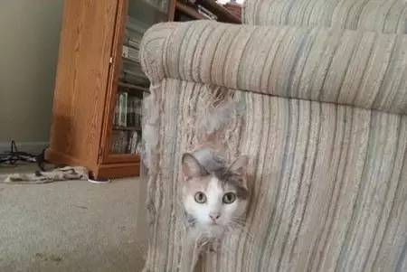 随手清理狗的粪便对吗,不停的捡猫毛