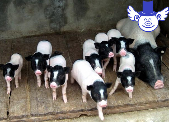 猪42度中暑怎么治,猪中暑最简单的方法