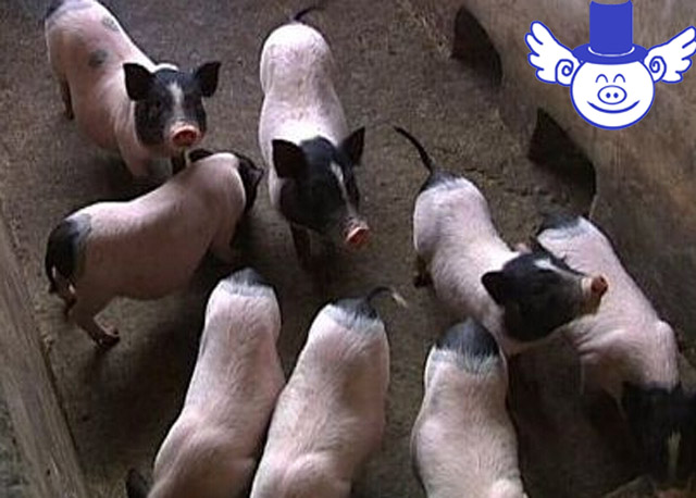 猪42度中暑怎么治,猪中暑最简单的方法