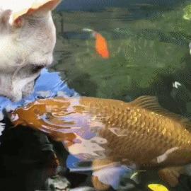 这个小吃货，萌哭了