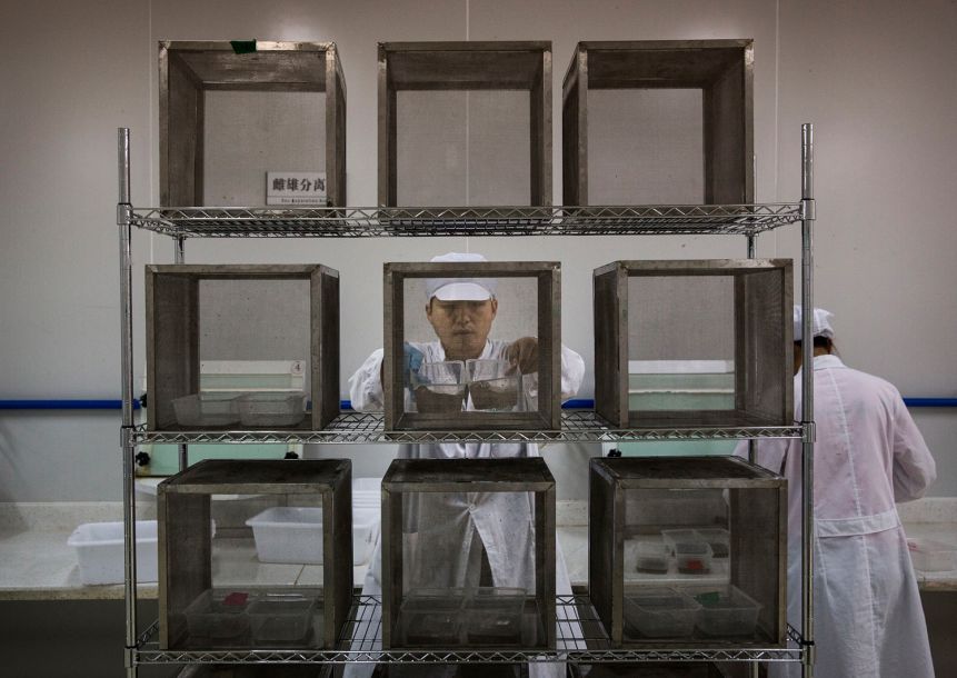 科学家尝试给蚊子做绝育,如何给一只蚊子做绝育