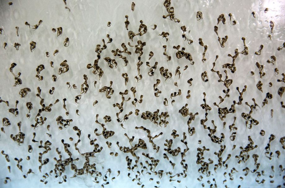 科学家尝试给蚊子做绝育,如何给一只蚊子做绝育