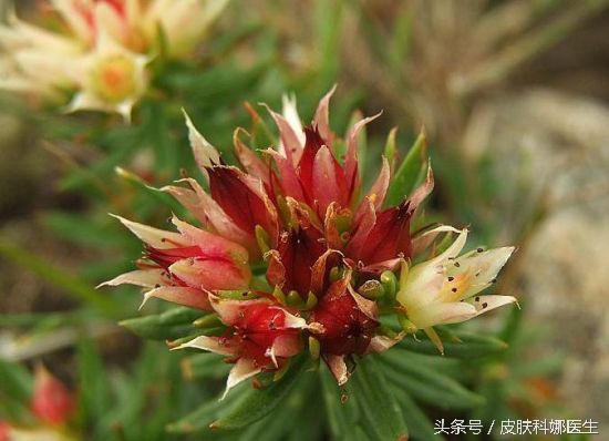 可以延年益寿的草药是什么,能补肾的草药