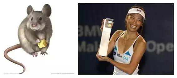 网络十二生肖搞笑,足球运动员十二生肖