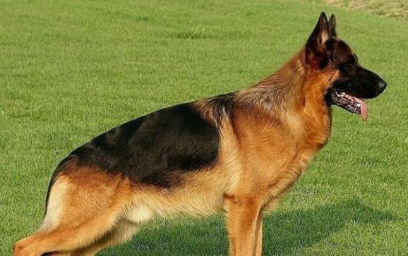 狗狗常见皮肤病区分,各个品种狗遗传疾病