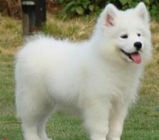 狗狗常见皮肤病区分,各个品种狗遗传疾病