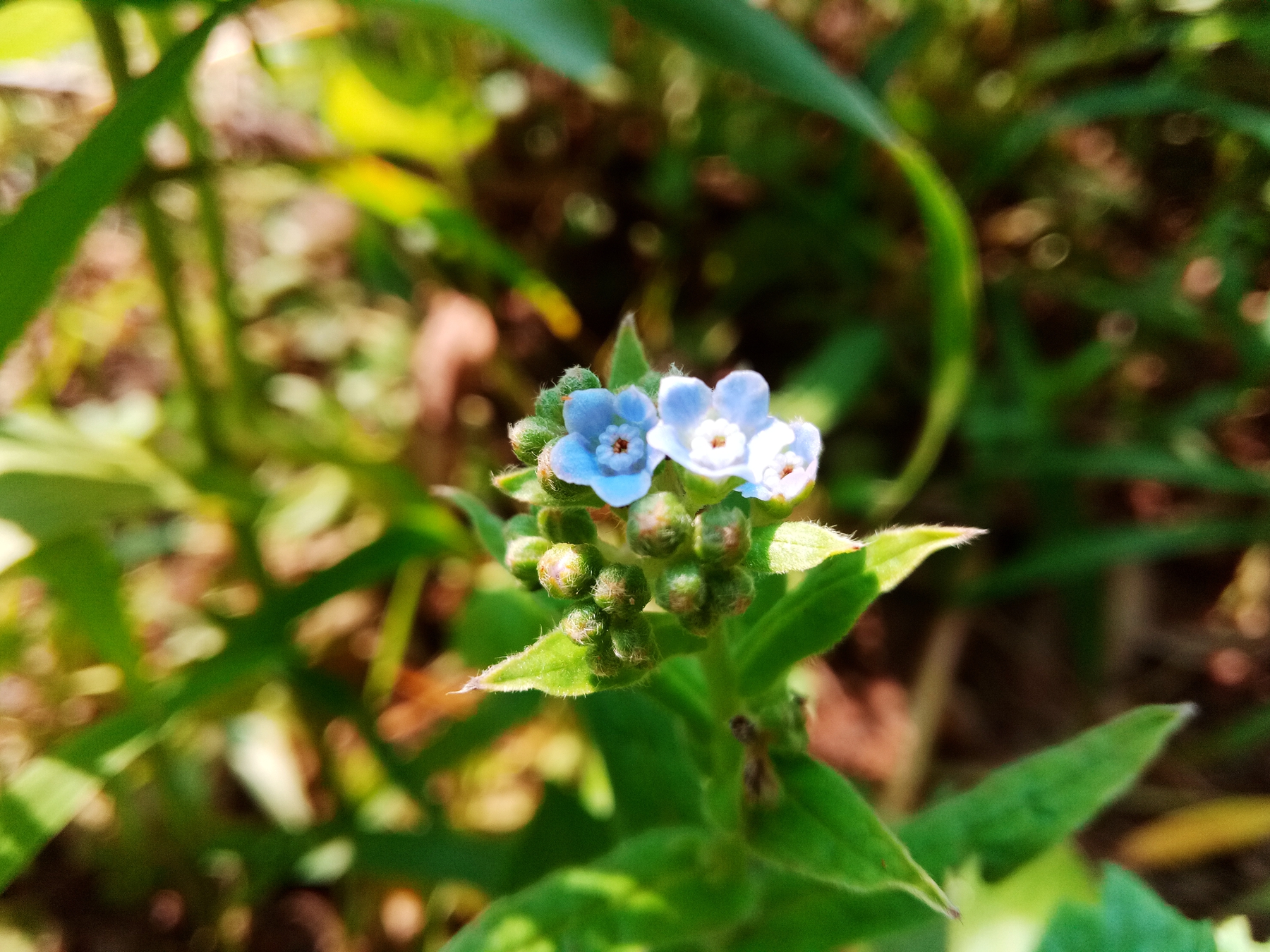 小品牌性价比电动车,酷比max5参数