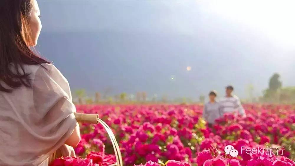 大理丽江5天4晚旅游攻略自驾游,大理丽江5日自驾游详细攻略