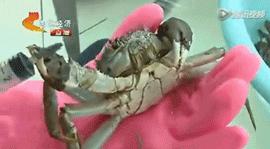 六月黄，令苏州人“魂牵梦萦”的那一口鲜嫩浓香的黄金膏油~来了！