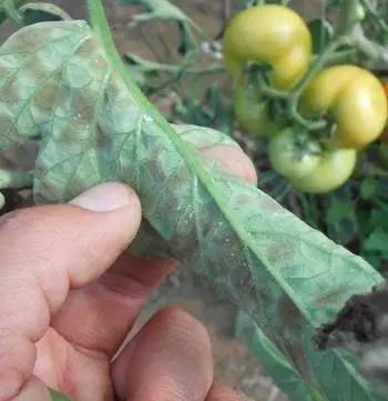 夏季暴雨后这些蔬菜病害不得不防,雨后蔬菜病害怎么管理