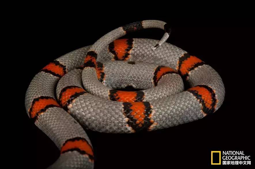 魔鬼充满诱惑力,原来恶魔也能被撩