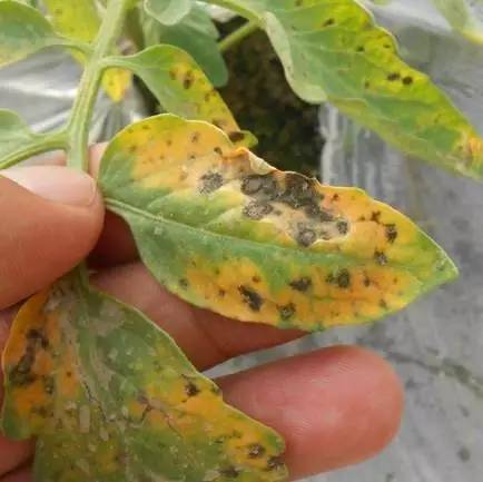 夏季暴雨后这些蔬菜病害不得不防,雨后蔬菜病害怎么管理