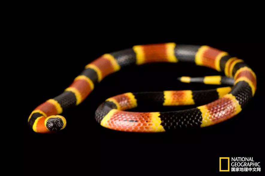 魔鬼充满诱惑力,原来恶魔也能被撩