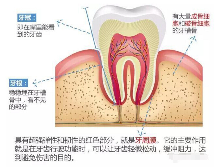 隐形牙套矫正过程中牙齿松动,矫正前几个月牙齿是松动的吗