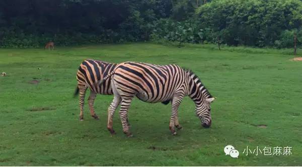 广州长隆动物园一日游攻略,长隆动物园和海洋公园哪个值得去