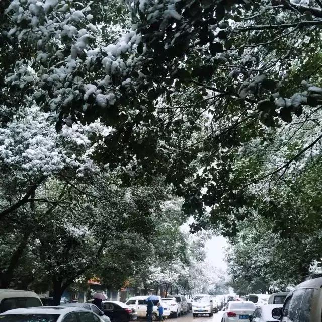 武汉一夜之间白了头,这回终于有得玩了!