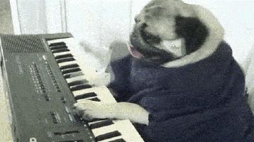 史上最忧郁的狗,最萌巴哥犬哈巴狗