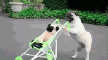 史上最忧郁的狗,最萌巴哥犬哈巴狗