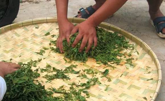 普洱生茶的加工技术视频,普洱生茶的加工过程