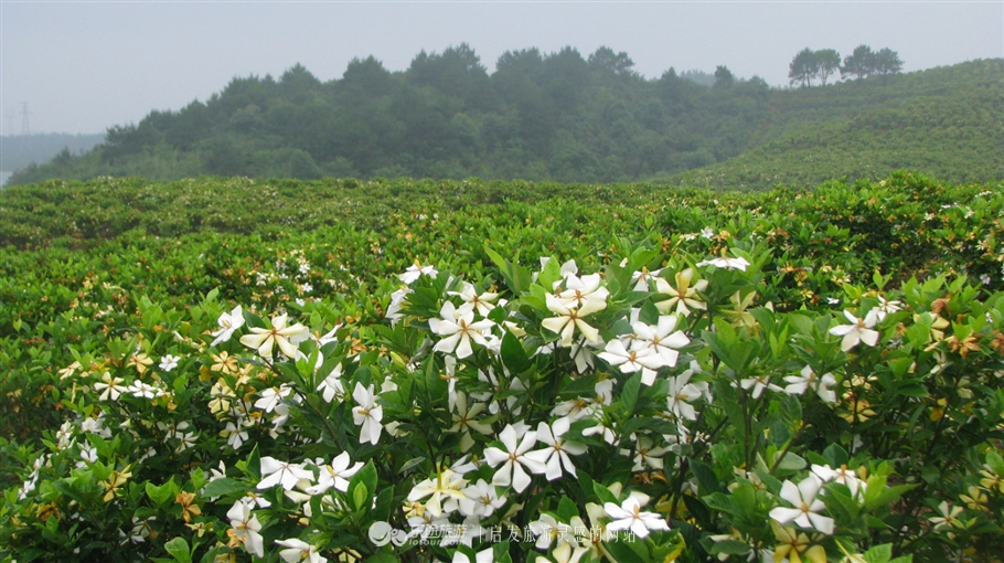 蛇形山镇最新诈骗案,蛇形山镇缅甸诈骗案