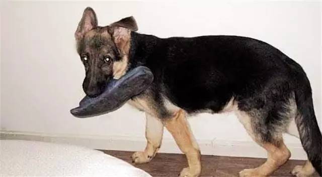 就因为主人买了一双拖鞋回来,这狗就疯了!