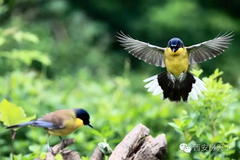 高温来袭你还在硬撑吗该避暑了,周末郑州有什么地方好避暑