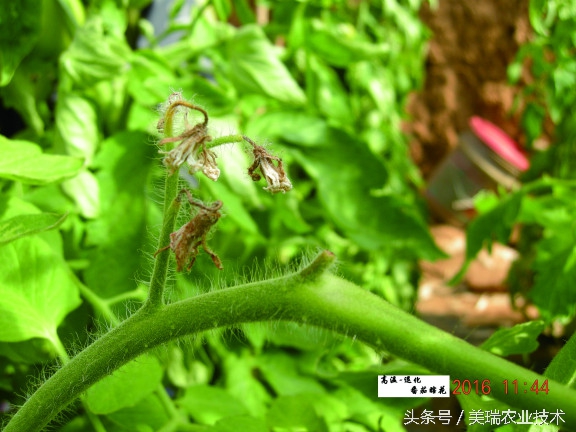 番茄夏季高温天气浇水,高温对西红柿坐果有什么影响