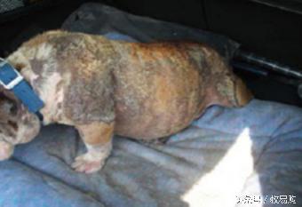 狗狗脓皮症不剃毛可以吗,狗狗得了皮肤病可以抹药膏吗