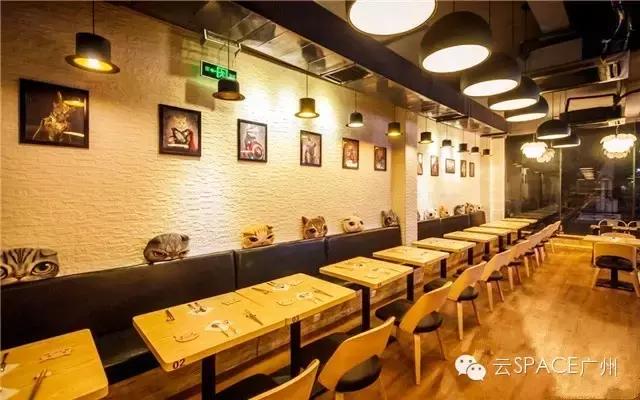 喵星人咖啡厅，治愈你疲惫的心！